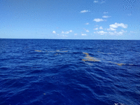 Des nappes de sargasses qui dérivent au milieu de l'Atlantique.