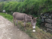 Un âne sur le bord de la route.